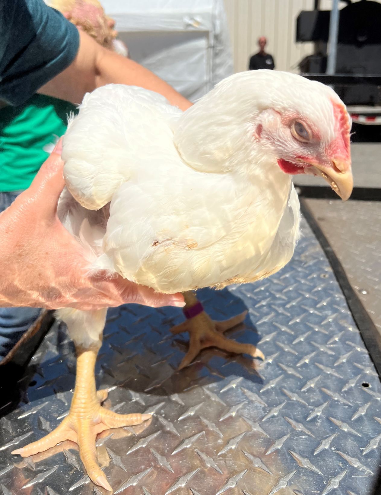 Grand Champion Pen of Meat Poultry